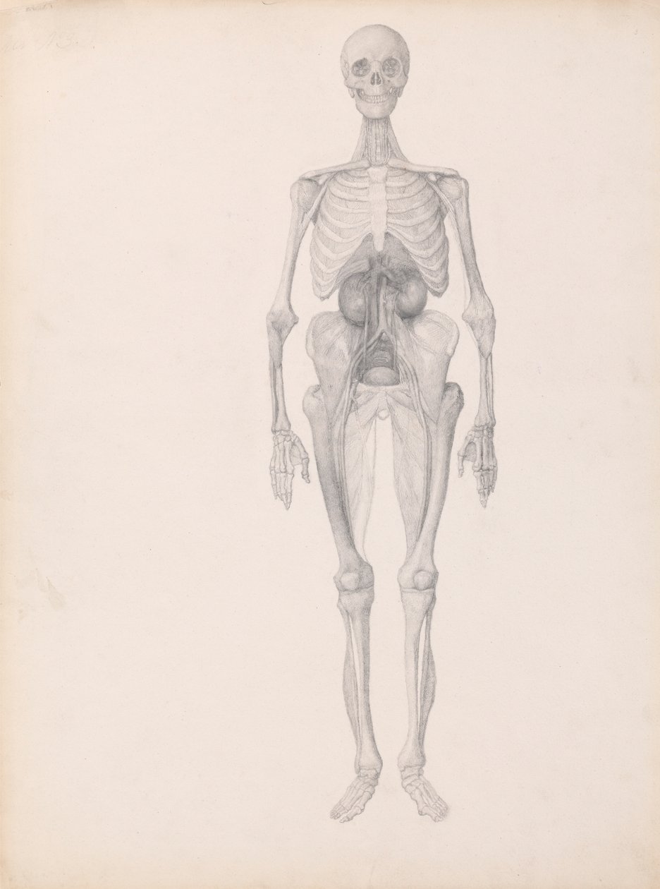 Menselijke Figuur, Voorzijde (Afgewerkte Studie van Laatste Fase van Ontleding) door George Stubbs
