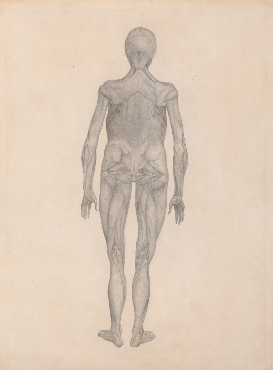 Menselijke figuur, achteraanzicht (afgewerkte studie voor een onuitgegeven plaat) door George Stubbs