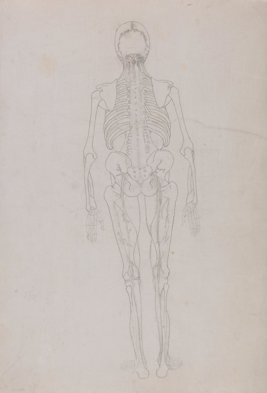 Menselijke Figuur, Achteraanzicht (Omtrektekening voor een sleutel figuur die de laatste fase van dissectie toont) door George Stubbs