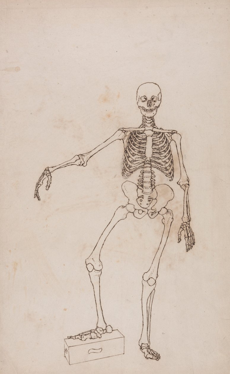 Menselijk skelet, vooraanzicht door George Stubbs