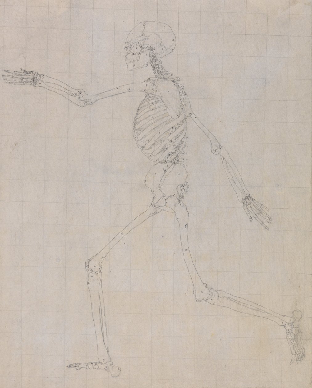 Menselijk skelet, lateraal aanzicht (Omtrek van het skelet voor de sleutel figuur naar Tafel III) door George Stubbs