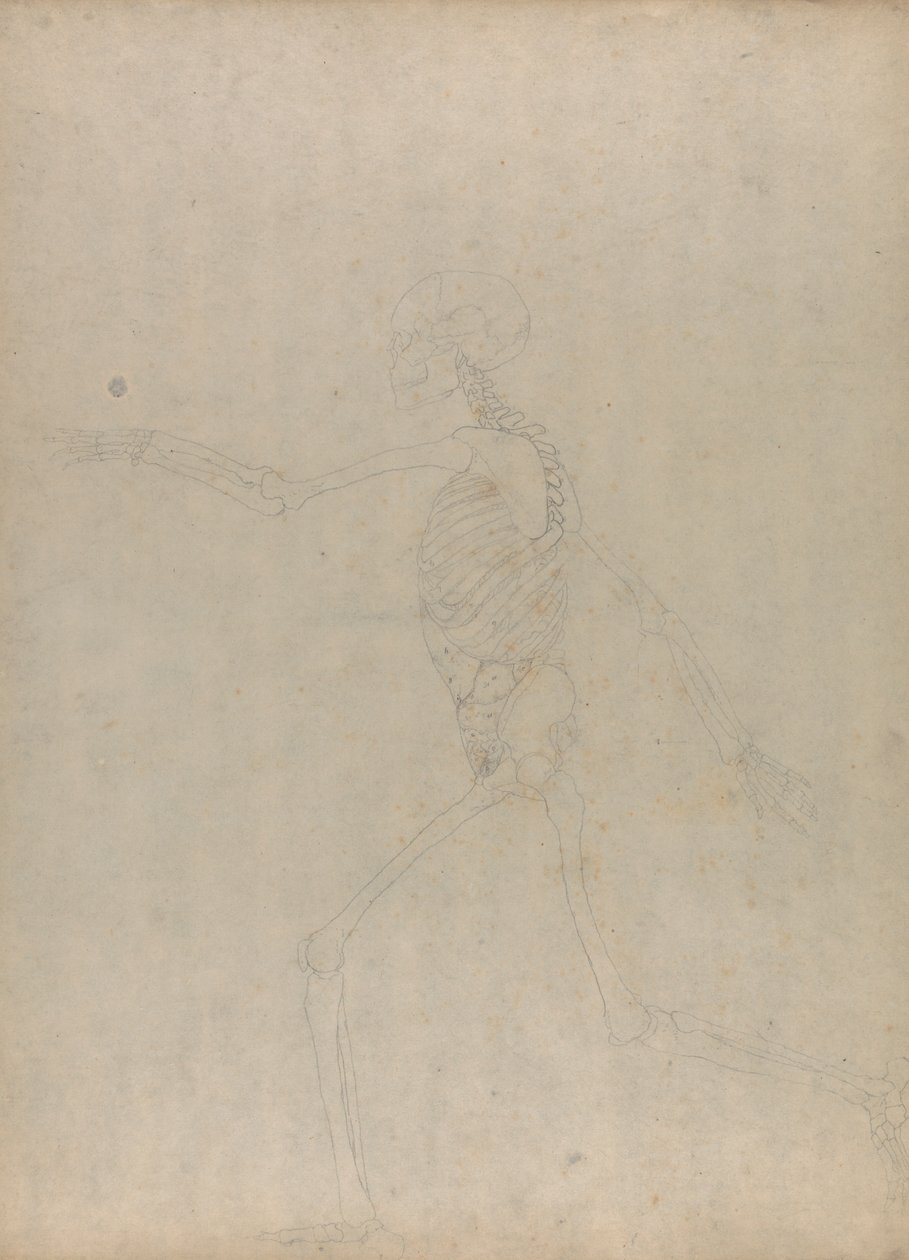 Menselijk skelet, lateraal aanzicht (Studie voor een sleutel figuur naar een onuitgegeven tabel die de buikorganen toont) door George Stubbs