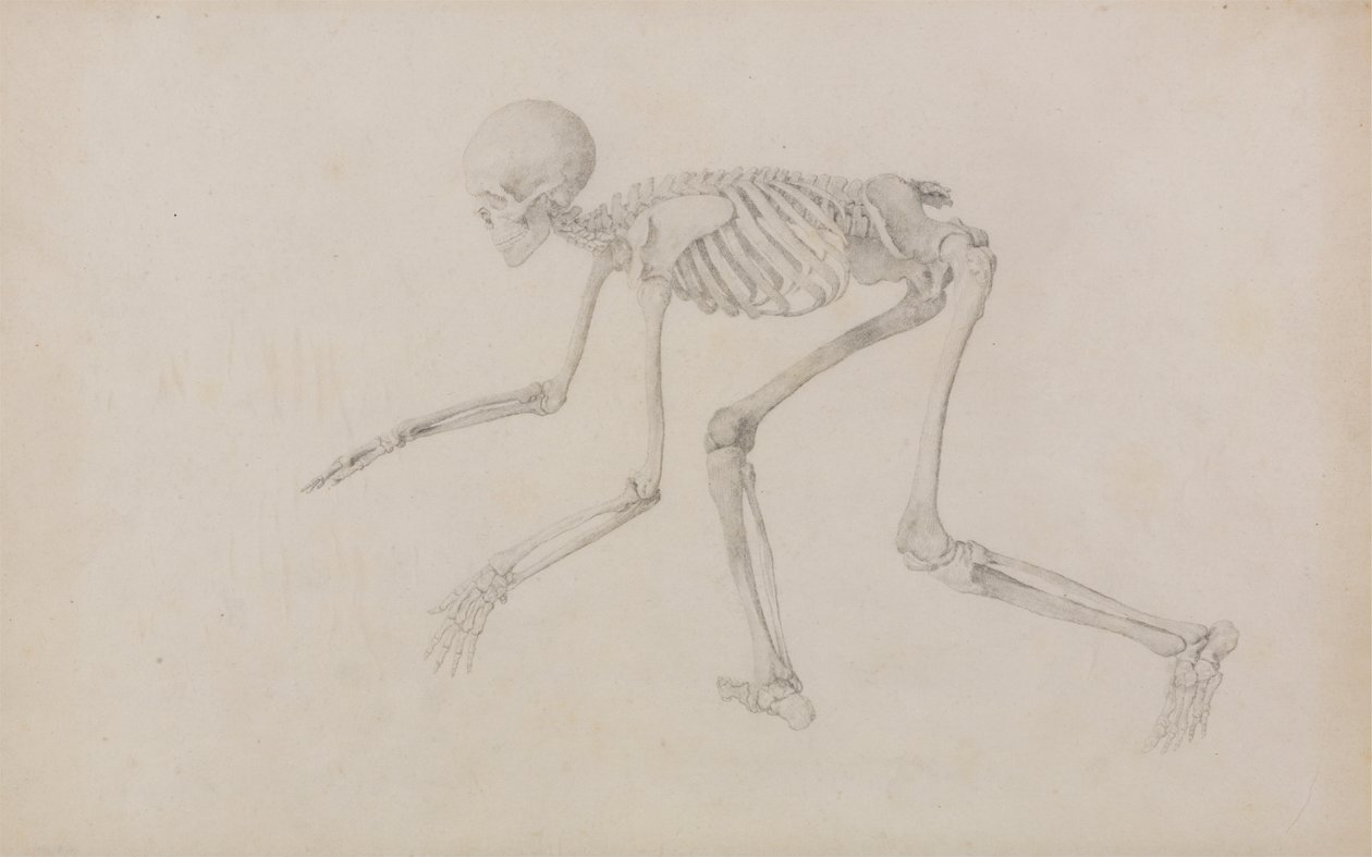 Menselijk skelet, zijaanzicht (in kruipende houding; afgewerkte studie voor een onuitgegeven tabel) door George Stubbs