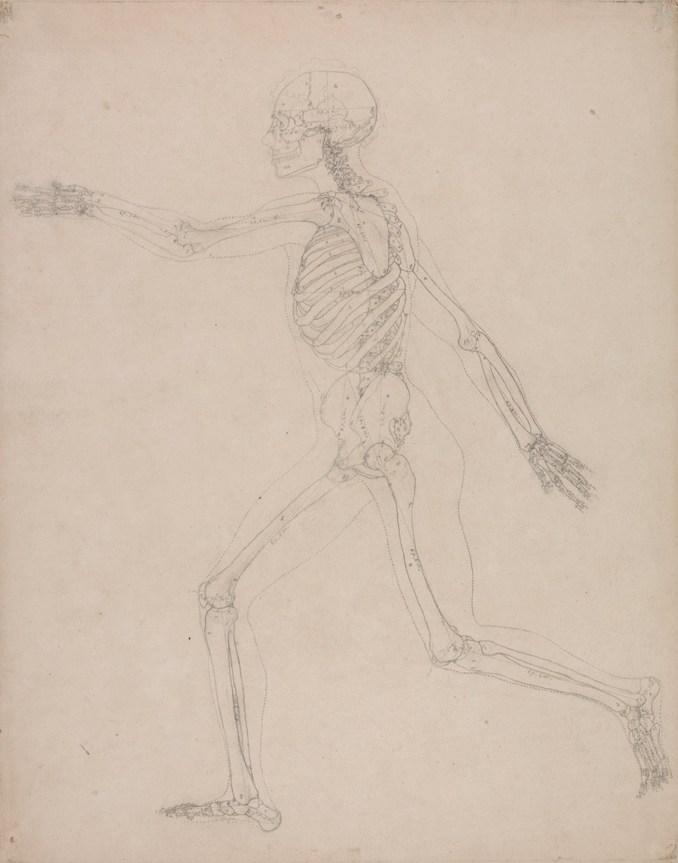 Menselijk Skelet, Zijaanzicht door George Stubbs