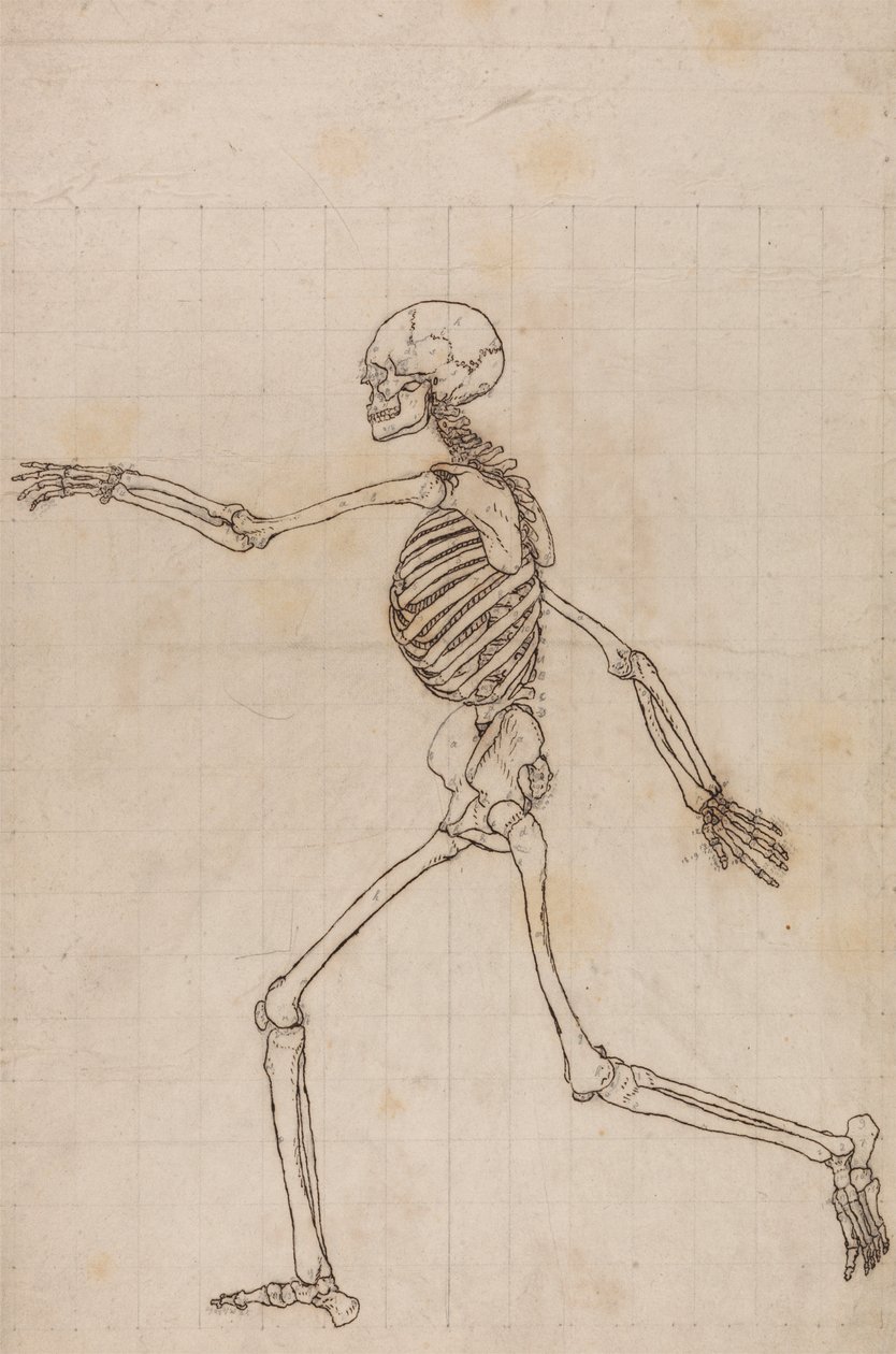 Menselijk skelet, lateraal zicht door George Stubbs