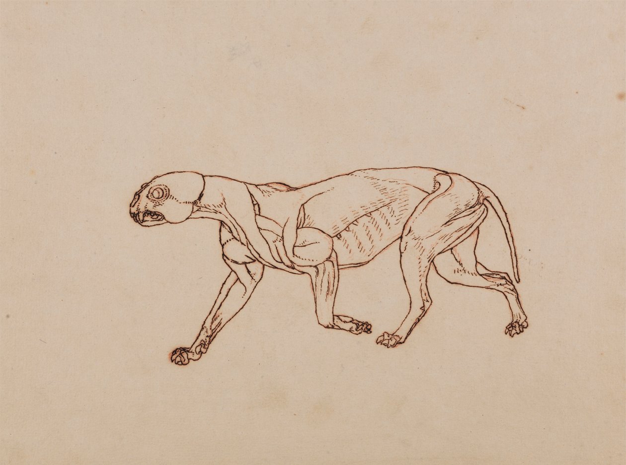Luipaardlichaam, zijaanzicht door George Stubbs