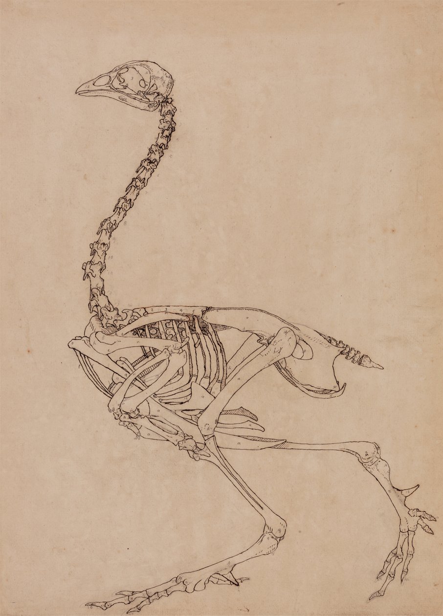 Studie van een vogel, lateraal aanzicht, uit Een vergelijkende anatomische expositie van de structuur van het menselijk lichaam met die van een tijger en een gewone vogel, 1795-1806 door George Stubbs