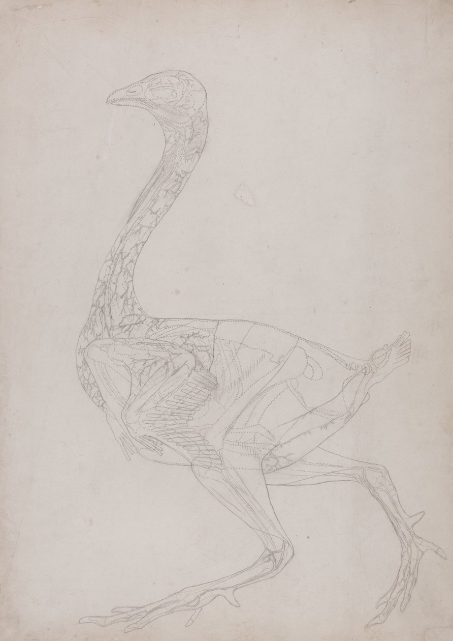Studie van een Kip, Lateraal Aanzicht, uit Een Vergelijkende Anatomische Expositie van de Structuur van het Menselijk Lichaam met die van een Tijger en een Gewone Kip, 1795-1806 door George Stubbs