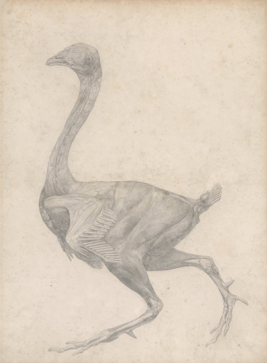 Studie van een Vogel, Laterale Weergave, met huid en onderliggende fasciale lagen verwijderd, uit Een Vergelijkende Anatomische Expositie van de Structuur van het Menselijk Lichaam met die van een Tijger en een Gewone Vogel, 1795 door George Stubbs