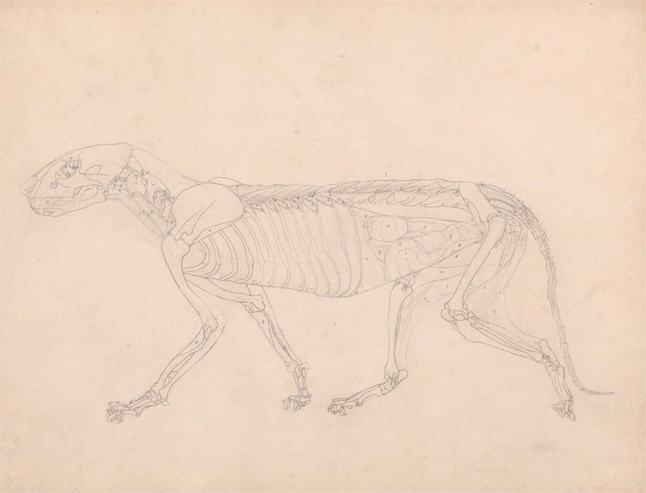 Studie van een Tijger, Laterale Weergave, Abdominale Viscera Blootgelegd, uit Een Vergelijkende Anatomische Expositie van de Structuur van het Menselijk Lichaam met die van een Tijger en een Gewone Vogel, c.1795-1806 door George Stubbs