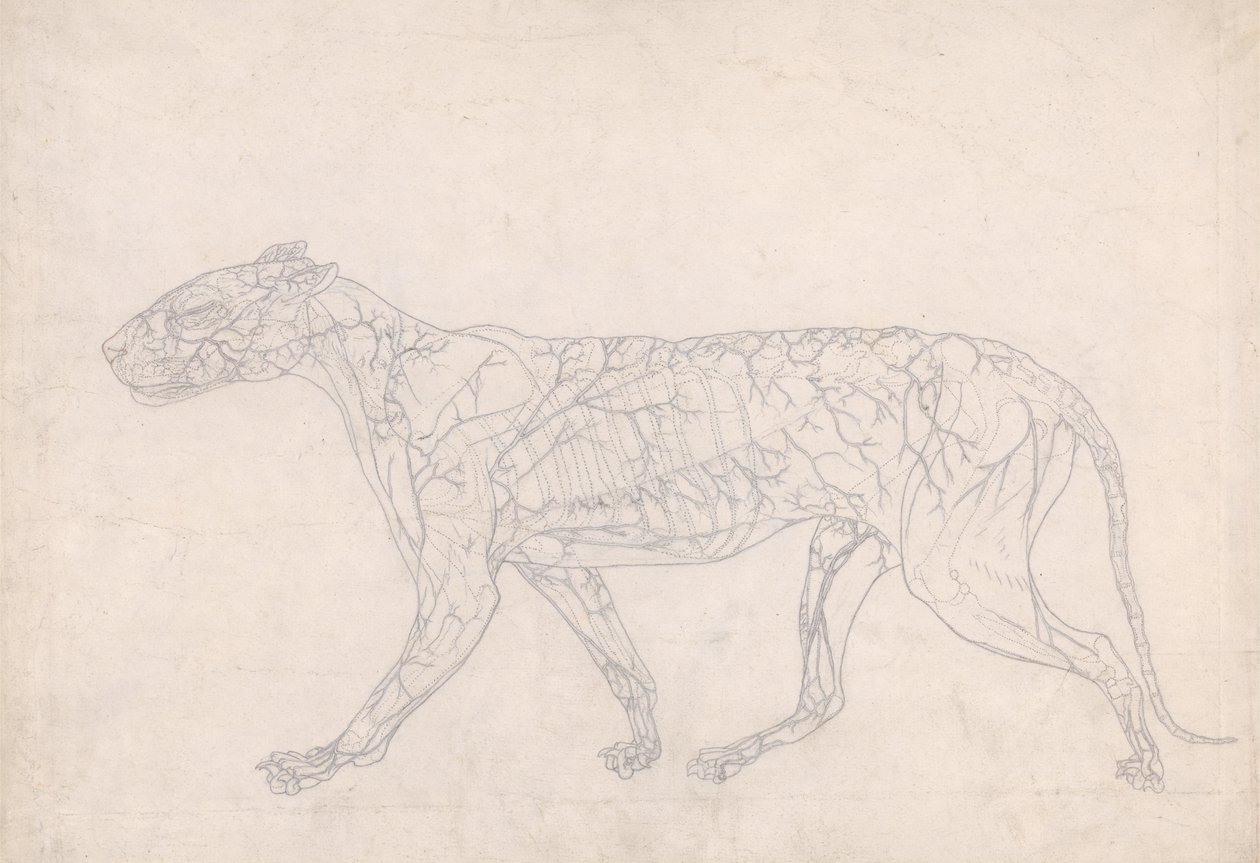 Studie van een Tijger, Laterale Weergave, Diagram met de Subcutane Bloedvoorziening, uit Een Vergelijkende Anatomische Expositie van de Structuur van het Menselijk Lichaam met die van een Tijger en een Gewone Vogel, 1795-1806 door George Stubbs