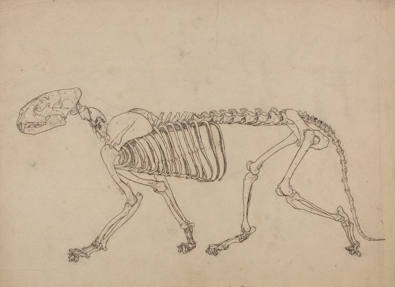 Studie van een Tijger, Laterale Weergave, uit Een Vergelijkende Anatomische Expositie van de Structuur van het Menselijk Lichaam met die van een Tijger en een Gewone Vogel, 1795-1806 door George Stubbs