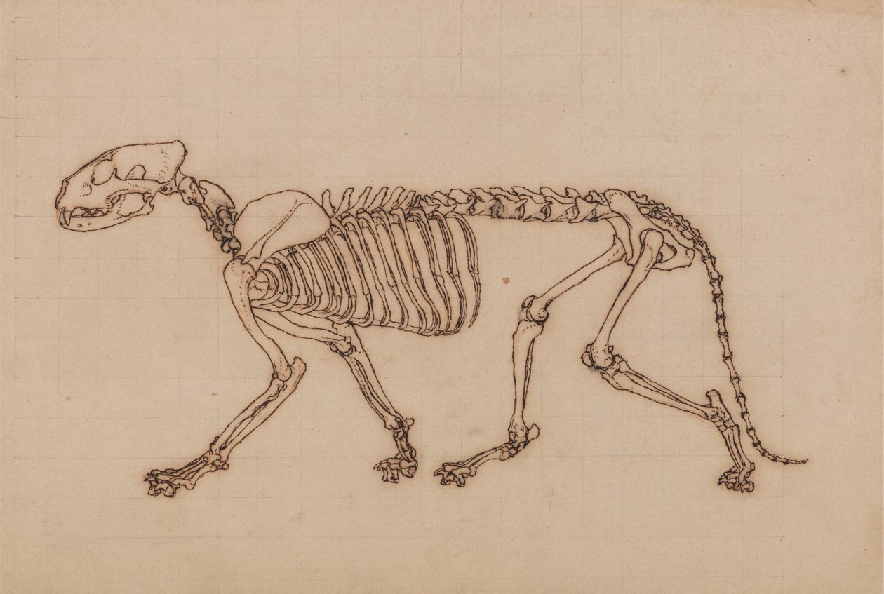 Studie van een Tijger, Laterale Weergave, uit Een Vergelijkende Anatomische Expositie van de Structuur van het Menselijk Lichaam met die van een Tijger en een Gewone Vogel, 1795-1806 door George Stubbs