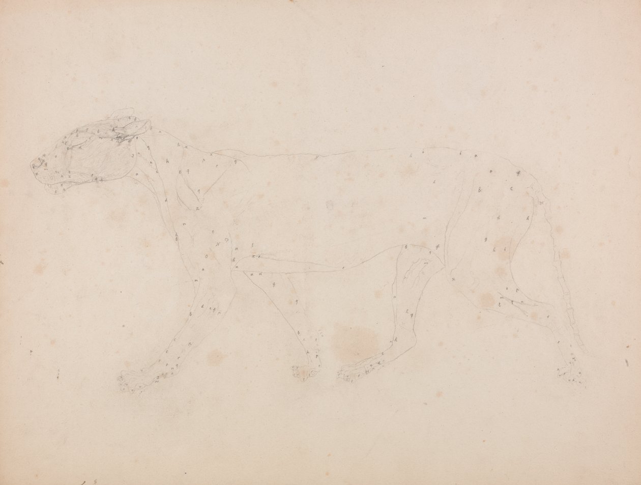 Studie van een Tijger, Laterale Weergave, uit Een Vergelijkende Anatomische Expositie van de Structuur van het Menselijk Lichaam met die van een Tijger en een Gewone Vogel, 1795-1806 door George Stubbs