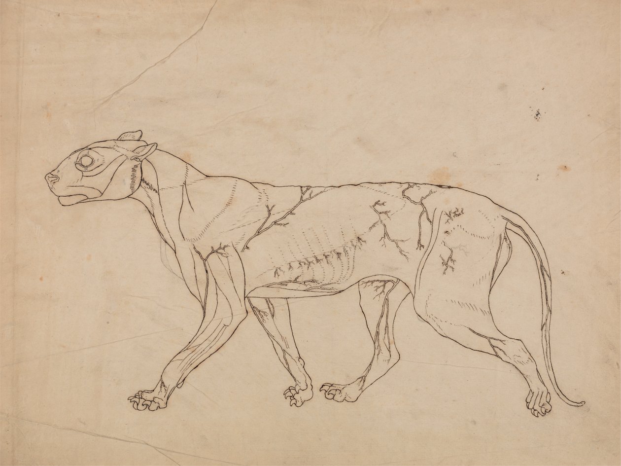 Studie van een tijger, lateraal aanzicht, uit Een vergelijkende anatomische expositie van de structuur van het menselijk lichaam met die van een tijger en een gewone vogel, 1795-1806 door George Stubbs