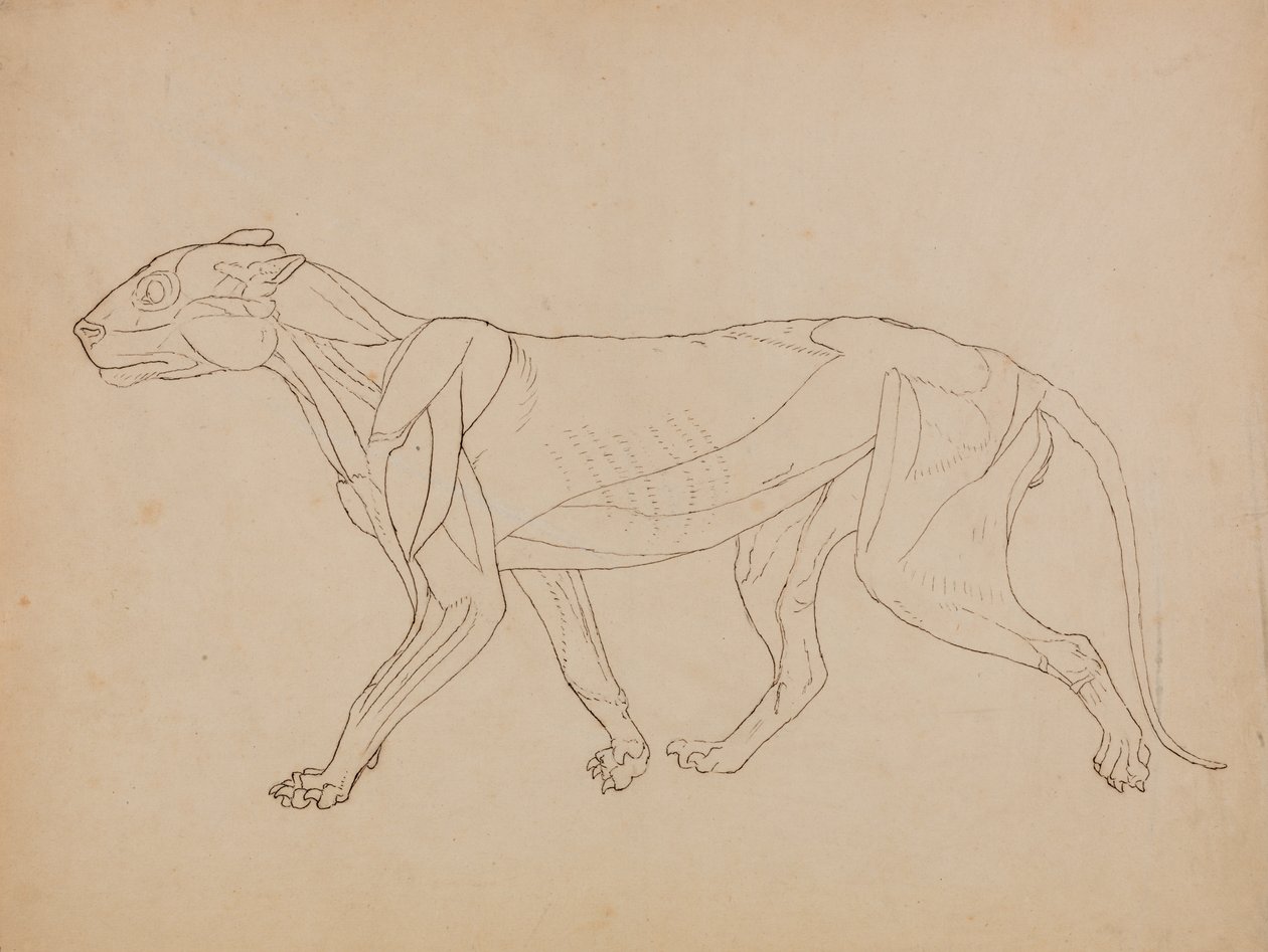 Studie van een tijger, lateraal aanzicht, uit Een vergelijkende anatomische expositie van de structuur van het menselijk lichaam met die van een tijger en een gewone vogel, 1795-1806 door George Stubbs