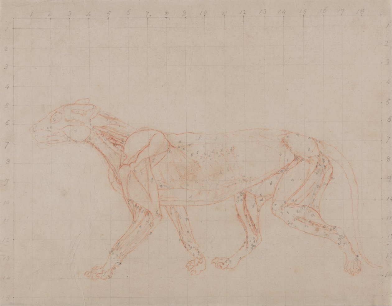 Studie van een tijger, lateraal aanzicht, uit Een vergelijkende anatomische expositie van de structuur van het menselijk lichaam met die van een tijger en een gewone vogel, 1795-1806 door George Stubbs