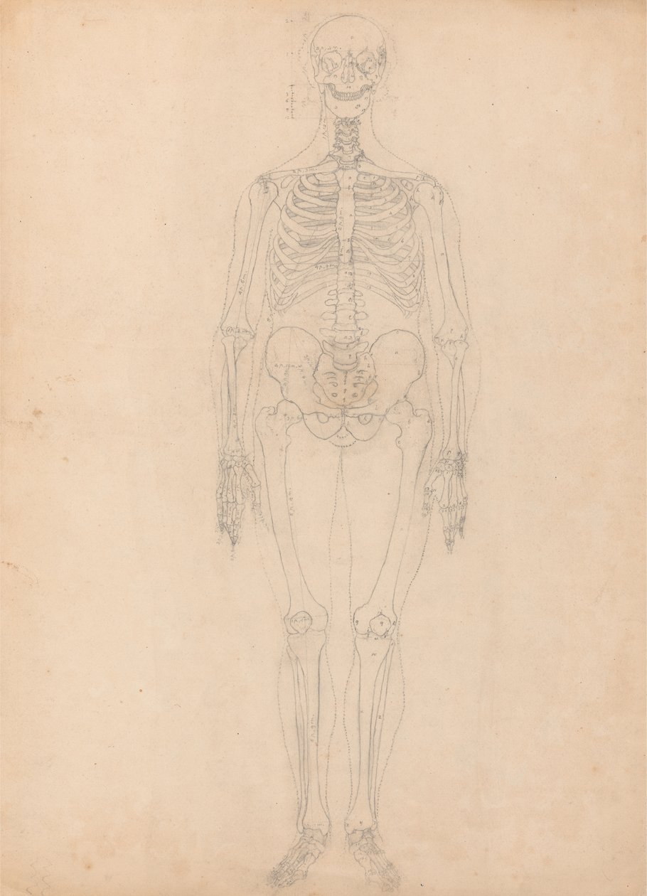 Studie van het Menselijk Lichaam, Anterieure Weergave, Diagram voor Sleutel naar Tabel I, uit Een Vergelijkende Anatomische Expositie van de Structuur van het Menselijk Lichaam met die van een Tijger en een Gewone Vogel, c.1795-1806 door George Stubbs
