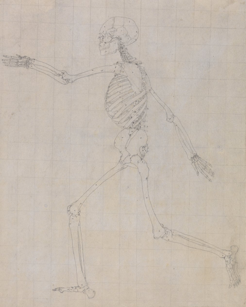 Studie van het Menselijk Lichaam, Laterale Weergave, voltooide studie voor Tabel III, uit Een Vergelijkende Anatomische Expositie van de Structuur van het Menselijk Lichaam met die van een Tijger en een Gewone Vogel, 1795-1806 door George Stubbs