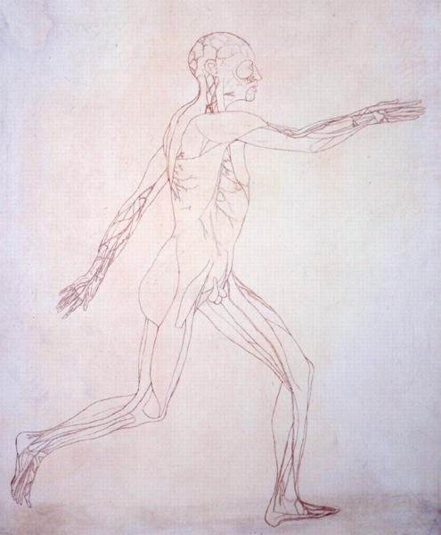 Studie van het menselijk lichaam, zijaanzicht, uit Een Vergelijkende Anatomische Expositie van de Structuur van het Menselijk Lichaam met die van een Tijger en een Gewone Vogel, c.1795-1806 door George Stubbs