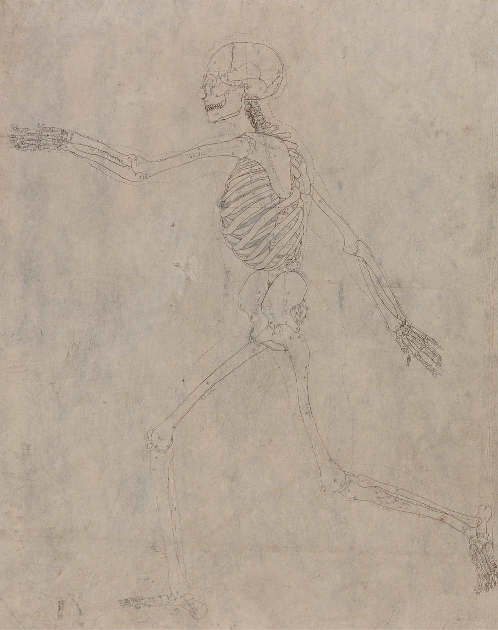 Studie van het Menselijk Lichaam, Laterale Weergave, uit Een Vergelijkende Anatomische Expositie van de Structuur van het Menselijk Lichaam met die van een Tijger en een Gewone Vogel, 1795-1806 door George Stubbs