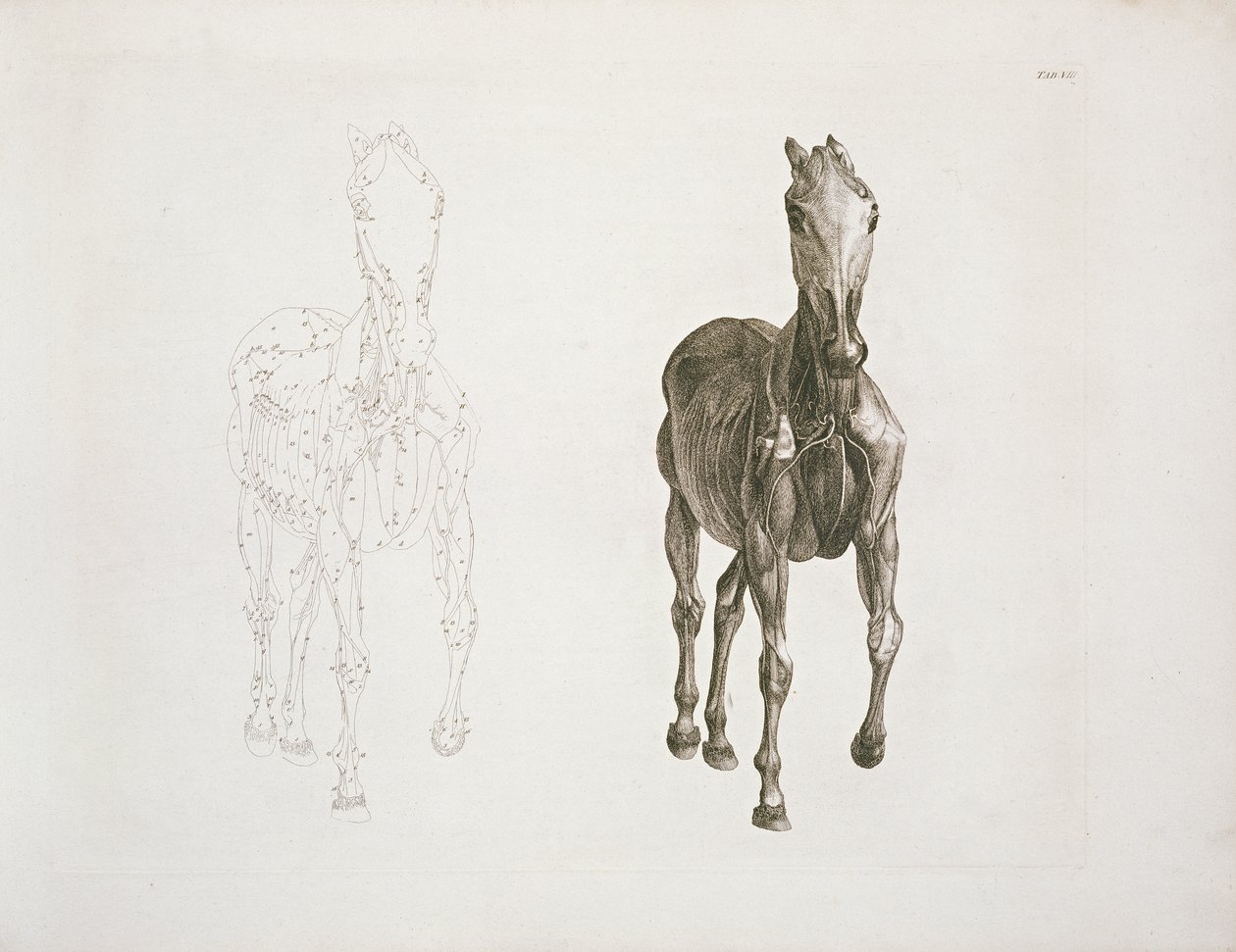 Tab. VIII, uit 