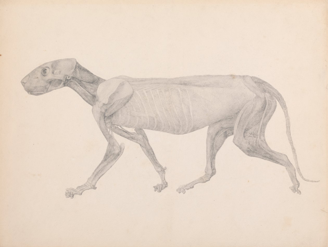 Tijgerlichaam, Zijaanzicht (Afgewerkte Tekening voor Onuitgegeven Tabel; Toont de Derde Fase van Ontleding) door George Stubbs