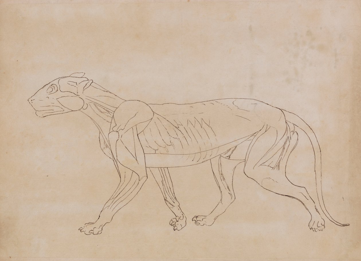 Tijgerlichaam, lateraal aanzicht door George Stubbs