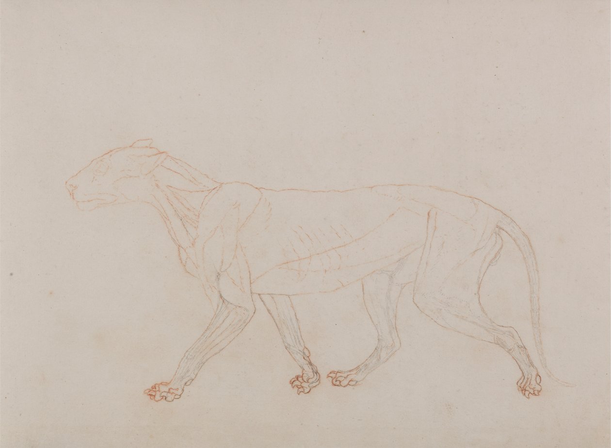 Tijgerlichaam, zijaanzicht (toont de derde fase van dissectie) door George Stubbs