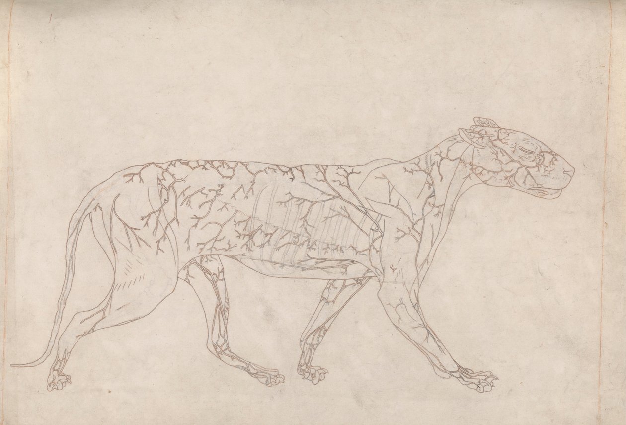 Tijger, zijaanzicht (omtrekstudie van de oppervlakkige bloedtoevoer, voorbereid voor de sleutel figuur bij Tabel IX) door George Stubbs
