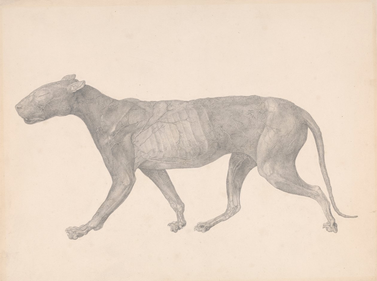 Tijger, lateraal zicht, met huid en weefsel verwijderd (afgewerkte studie voor Tafel IX) door George Stubbs