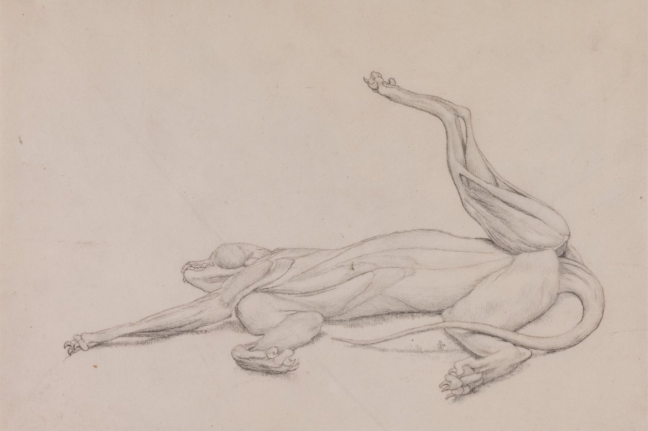 Tijger, liggend, ventraal bekeken door George Stubbs