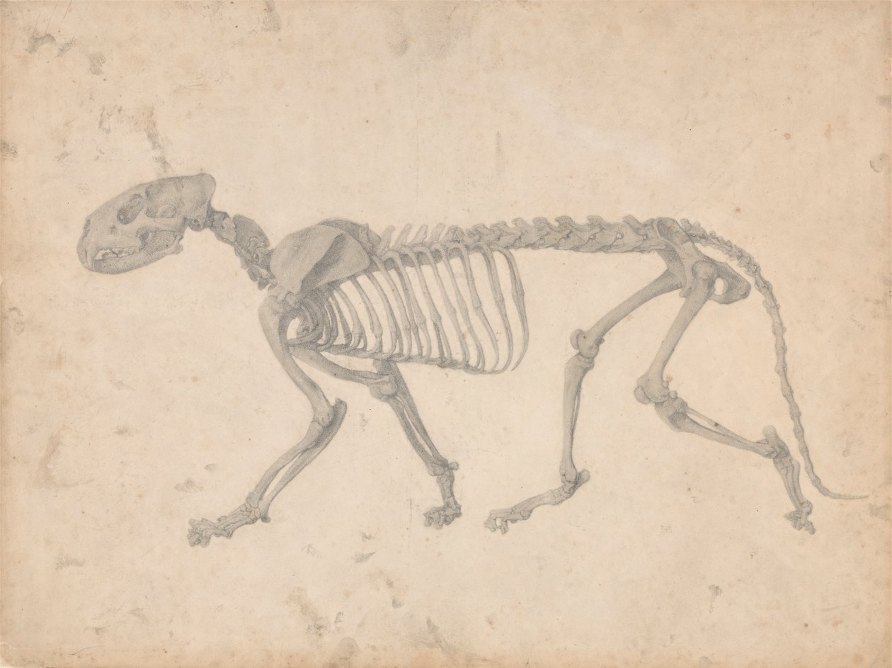 Tijgerskelet, zijaanzicht door George Stubbs