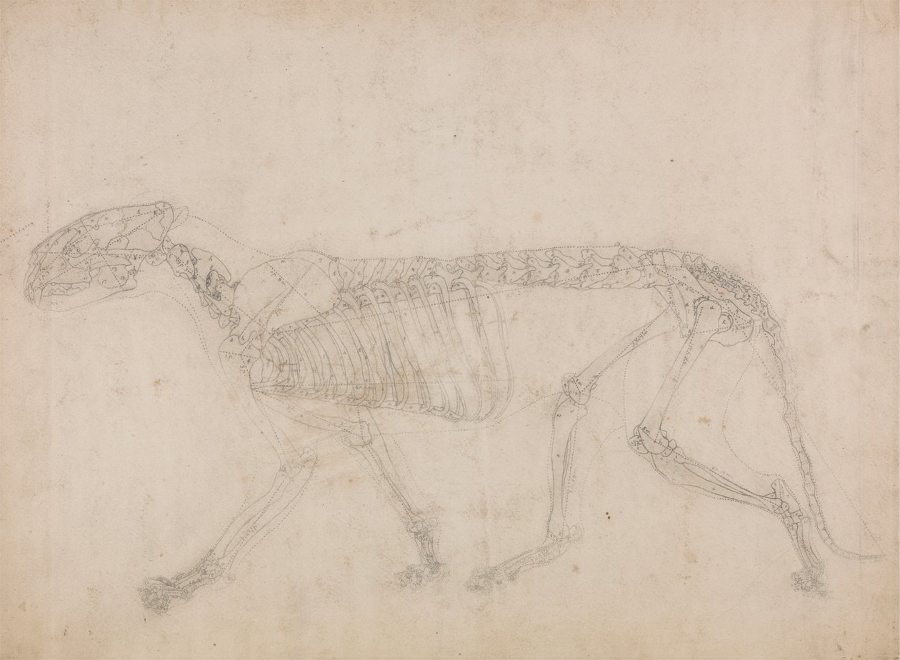 Tijgerskelet, Zijaanzicht (Waarschijnlijk de hoofdstudie van het skelet) door George Stubbs