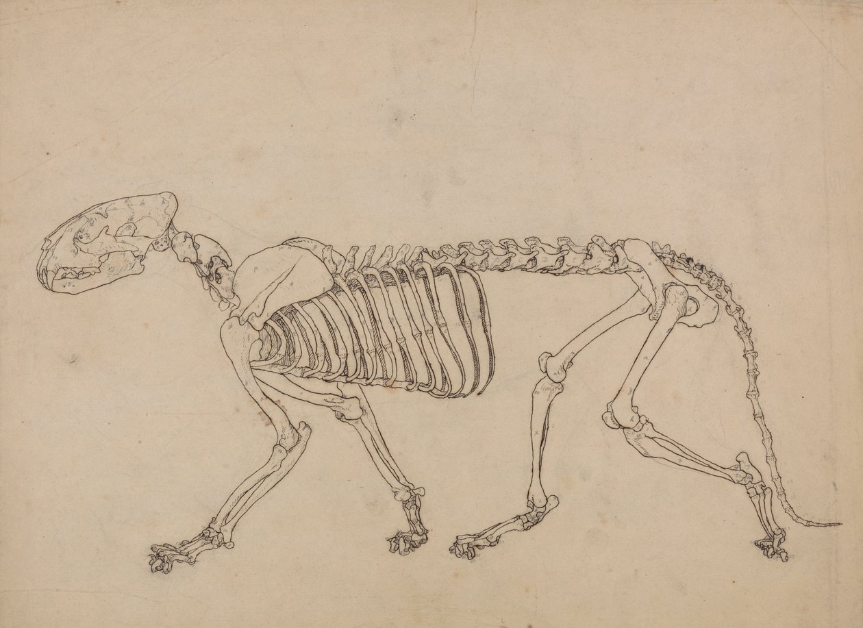 Tigerskelet, zijaanzicht (studie voor de sleutel figuur naar Tafel IV) door George Stubbs