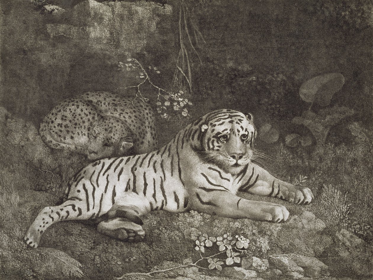 Twee tijgers, gegraveerd door de kunstenaar, uitgegeven 1788 door George Stubbs