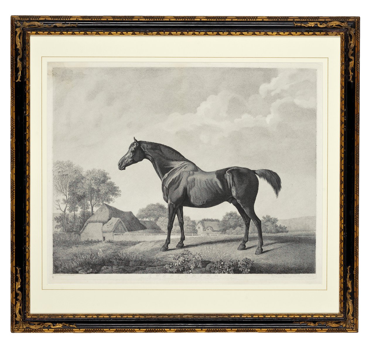 Hondsroos door George Townley Stubbs