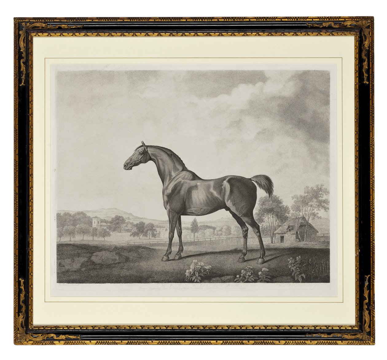 Sweetwilliam door George Townley Stubbs