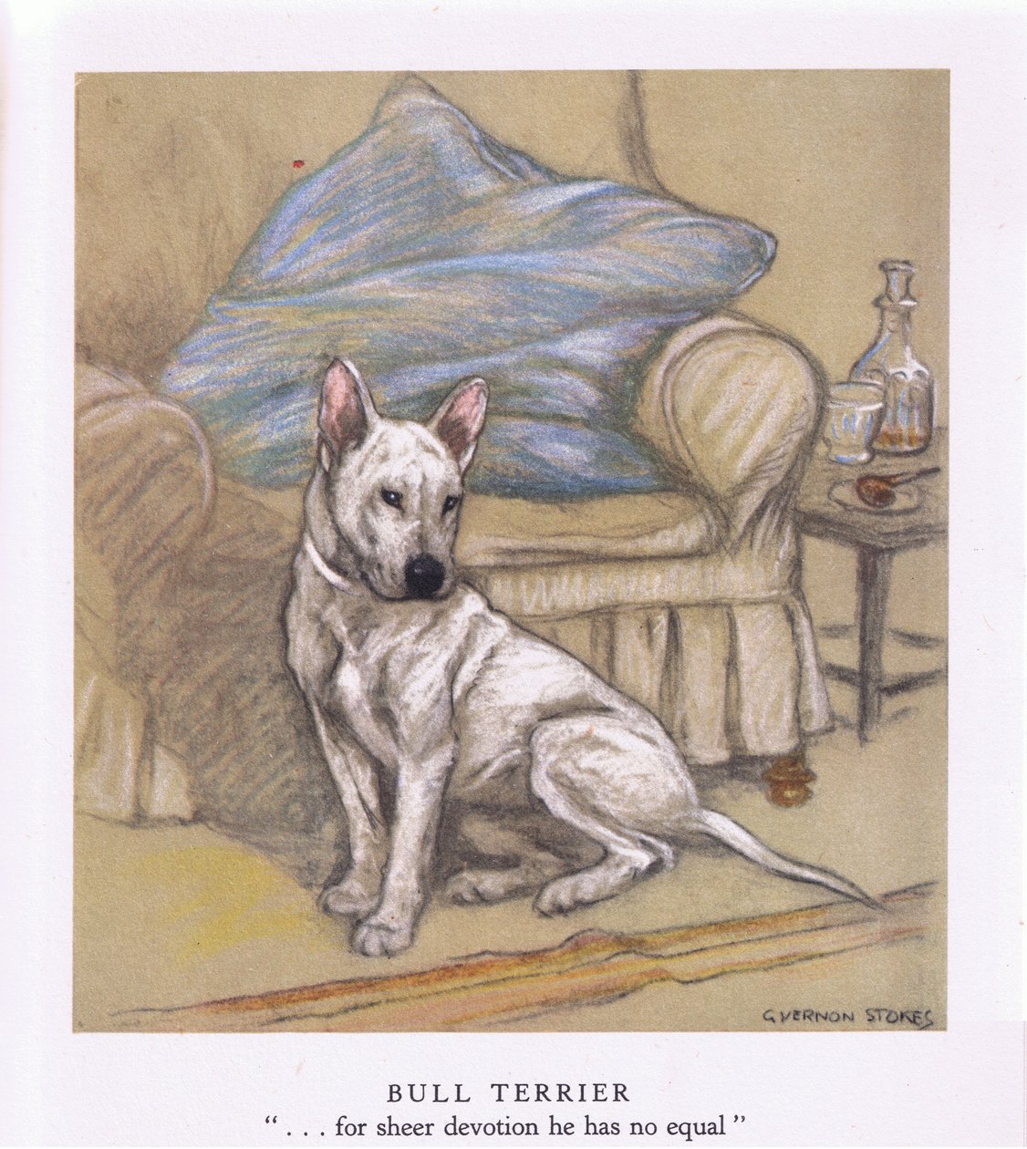 Bull Terrier (kleurenlitho) door George Vernon Stokes