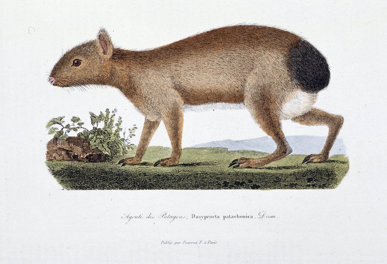 Natuurhistorische plaat: Zoölogisch bord dat de Agouti des Patagons, Dasyprocta patachonica voorstelt - in “Volledige Werken van Buffon” door natuuronderzoeker Georges Louis Leclerc, Graaf van Buffon (1707 - 1788). Gravure uit 1837 door Georges-Louis Leclerc