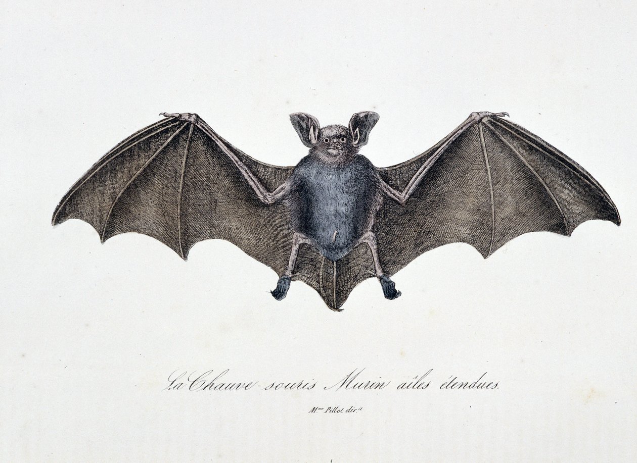 Natuurhistorische Plaat: Zoölogische plaat die de Vleermuis Murin met uitgespreide vleugels afbeeldt - in "Volledige Werken van Buffon" door natuuronderzoeker Georges Louis Leclerc, Graaf van Buffon (1707 - 1788). Gravure uit 1837. door Georges Louis Leclerc