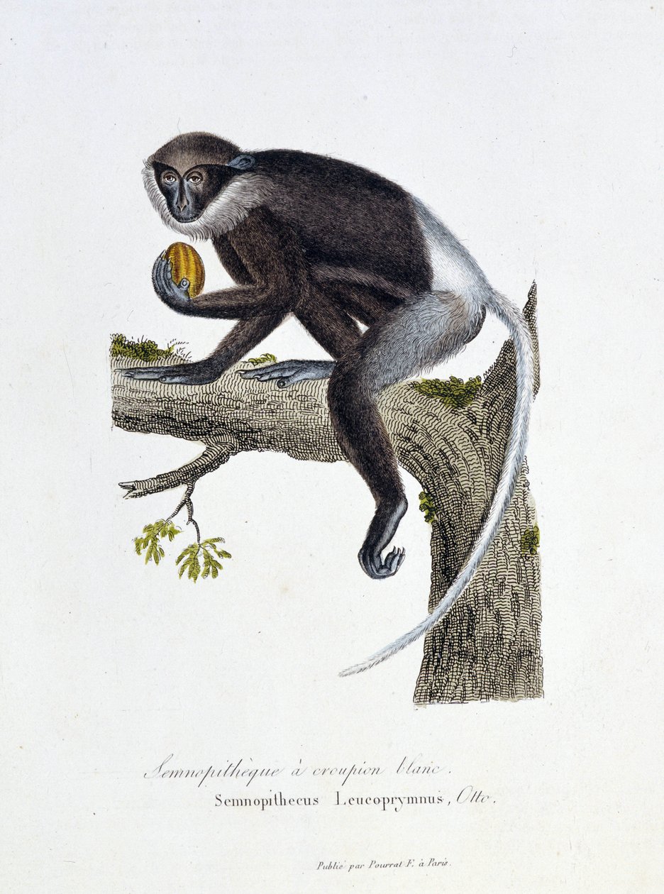 Natuurhistorische plaat: Zoölogische plaat die de Witte Rump Semnopitheque afbeeldt, Semnopithecus Leucoprymnus, Otto - in 