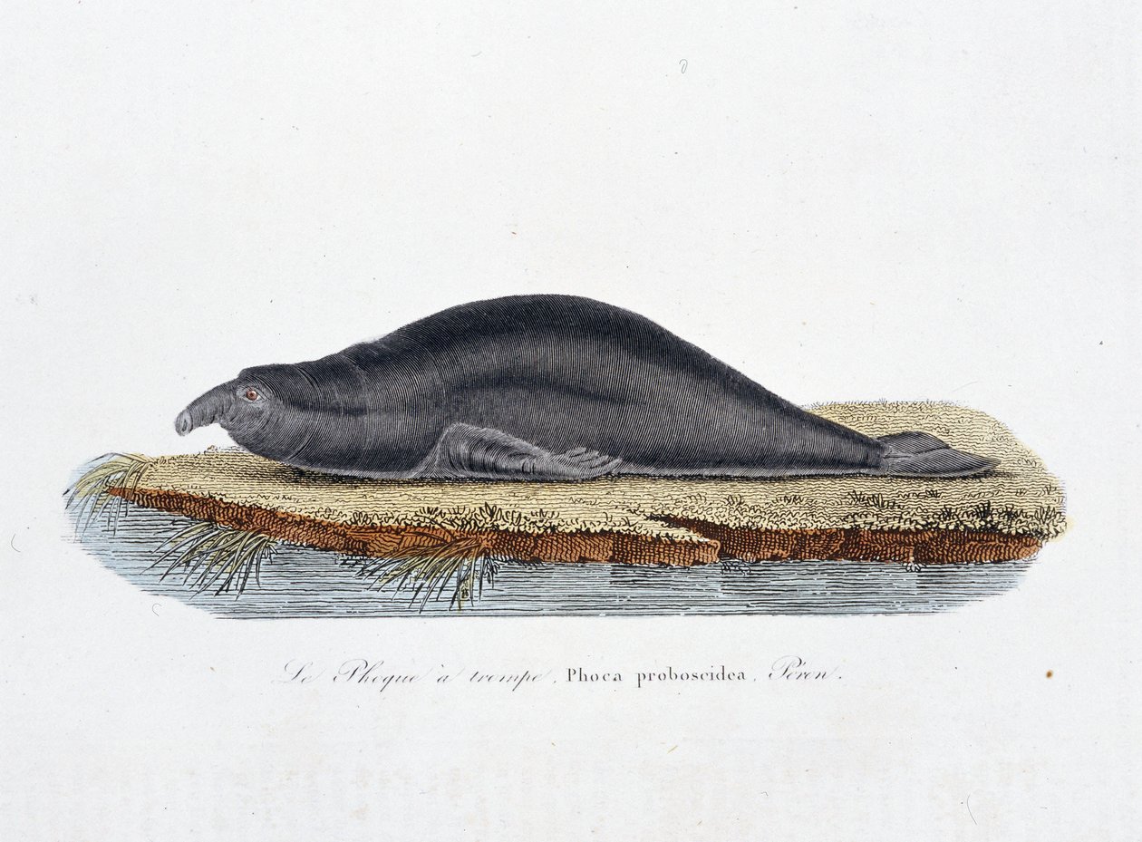 Natuurhistorische Plaat: Zoologische plaat met de zeehond a trompe, Phoca proboscidea, Peron - in 