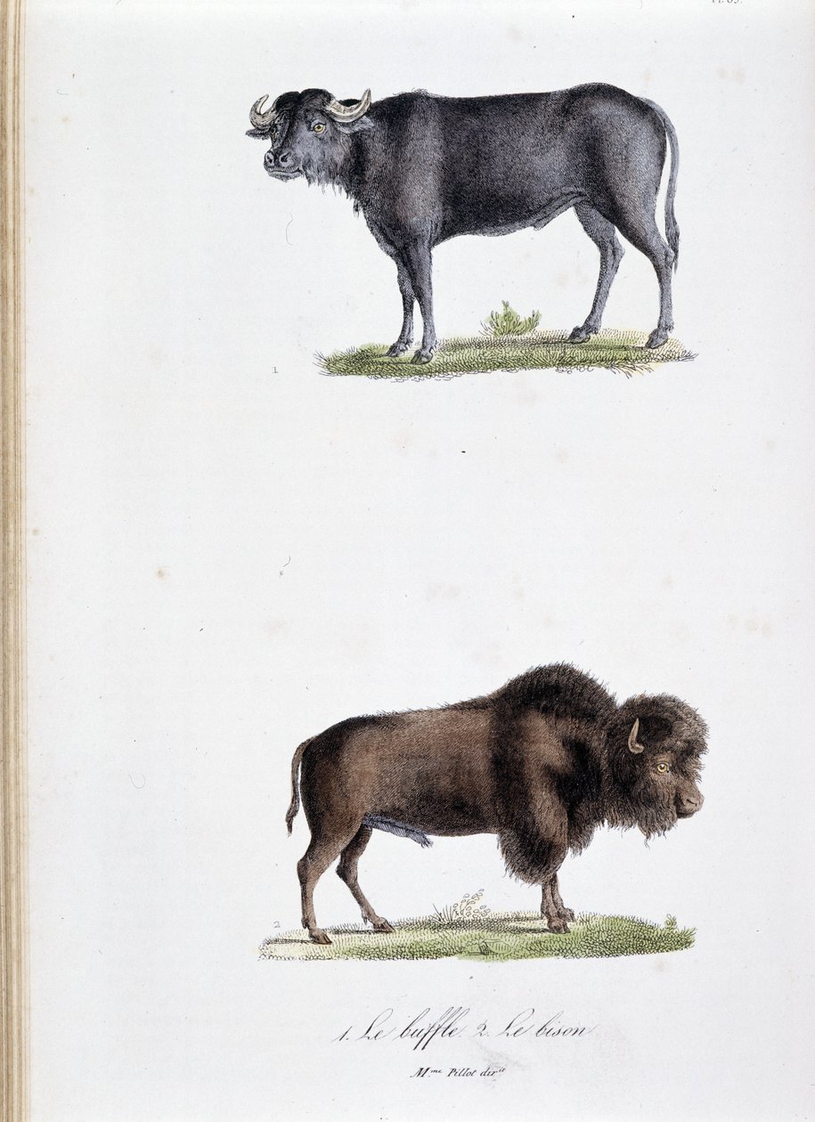 Natuurhistorische plaat: Zoologische plaat met de Buffel en de Bizon - in 