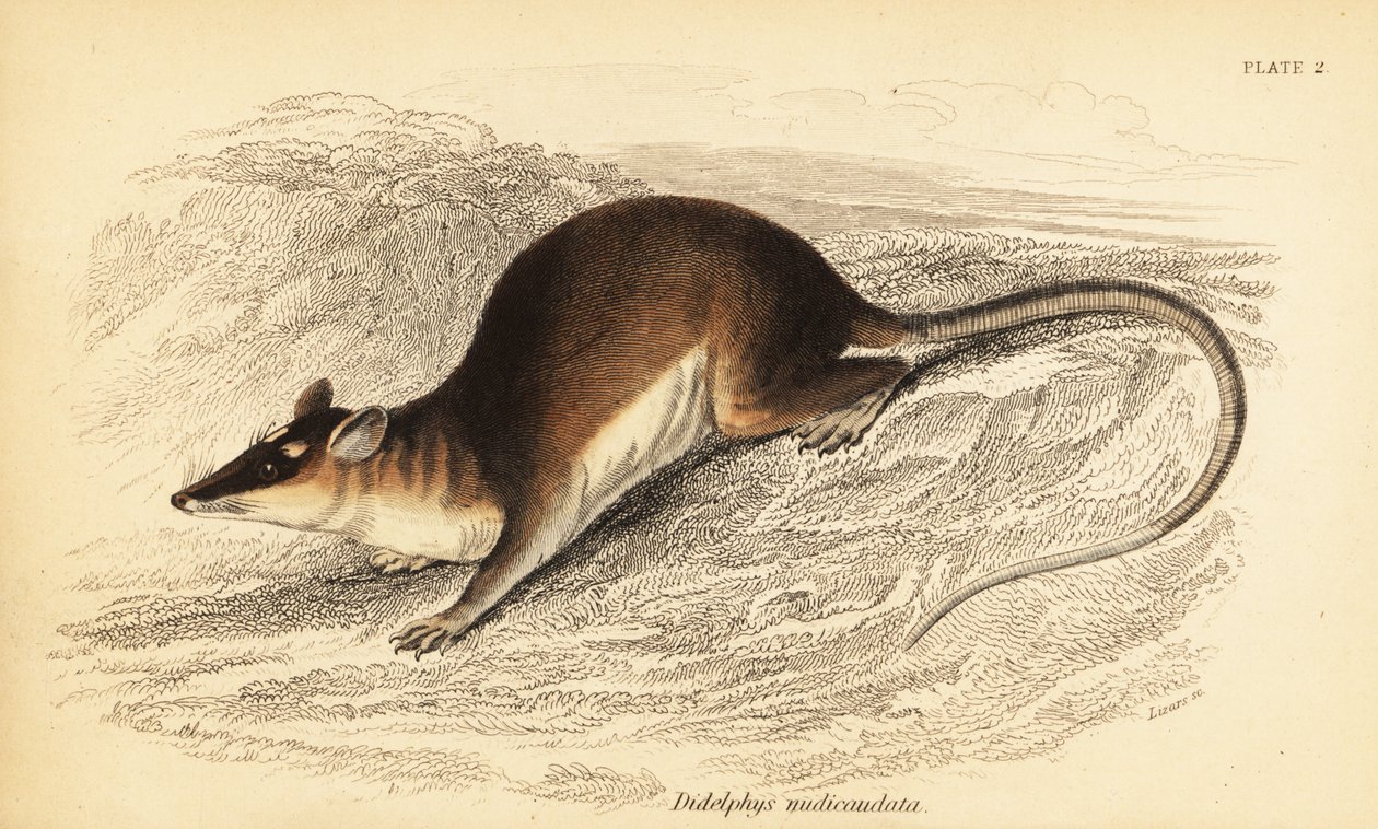 Bruine vierogige buidelrat, Metachirus nudicaudatus door Georges Robert Waterhouse