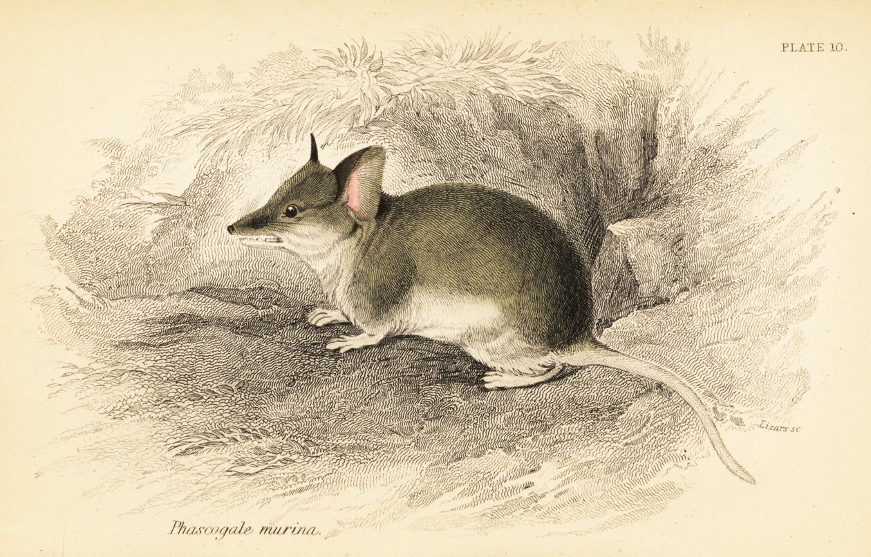 Gewone dunnart, Sminthopsis murina door Georges Robert Waterhouse