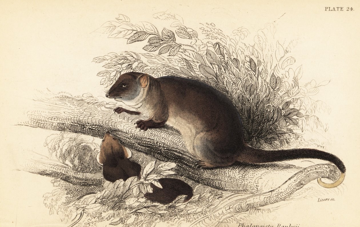 Gewone ringstaartbuidelrat, Pseudocheirus peregrinus door Georges Robert Waterhouse