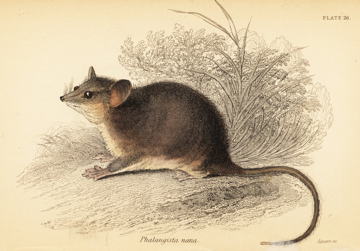 Cercartetus nanus door Georges Robert Waterhouse