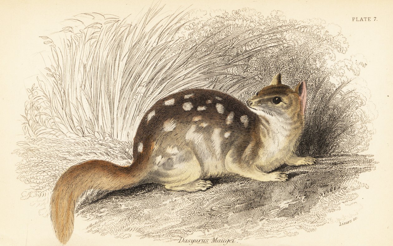 Oostelijke quoll, Dasyurus viverrinus. Bedreigd door Georges Robert Waterhouse