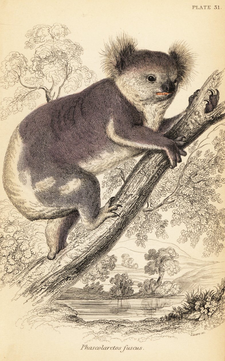 Koala, Phascolarctos cinereus (gravure) door Georges Robert Waterhouse